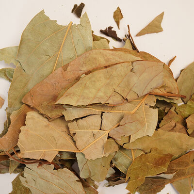 AVOKADO YAPRAĞI 60 GR - 3