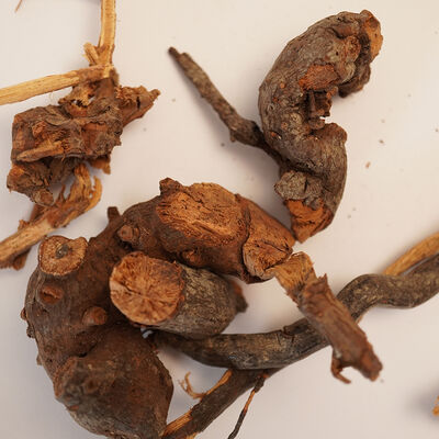 BÖĞÜRTLEN KÖKÜ 120 GR - 3