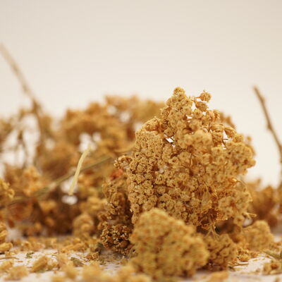 CİVANPERÇEMİ 50 GR - 2