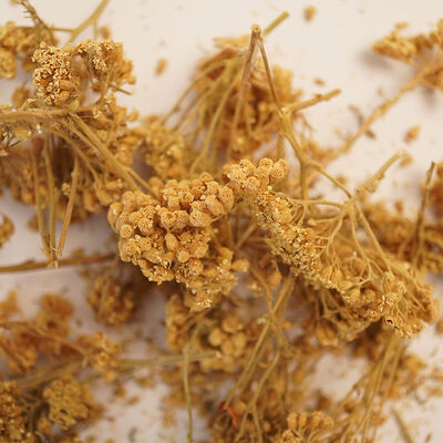 CİVANPERÇEMİ 50 GR - 3