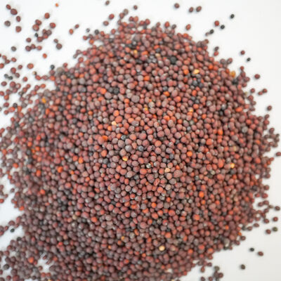 DOĞAL ŞALGAM TOHUMU 200 GR - 2