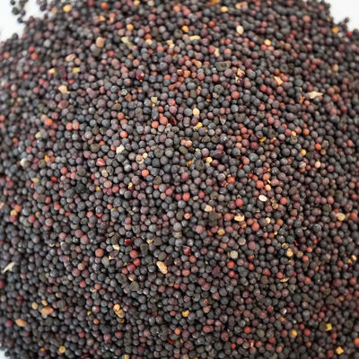 SİYAH HARDAL TOHUMU  180 GR - 2