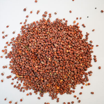 TURP TOHUMU 200 GR - 2