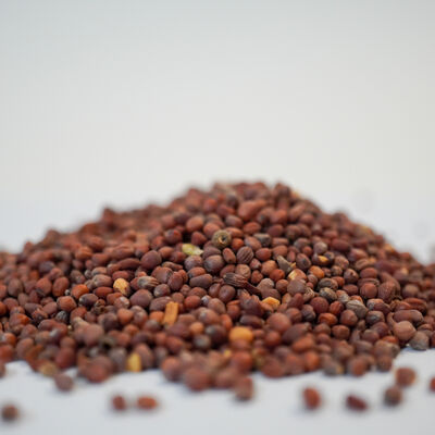 TURP TOHUMU 200 GR - 3