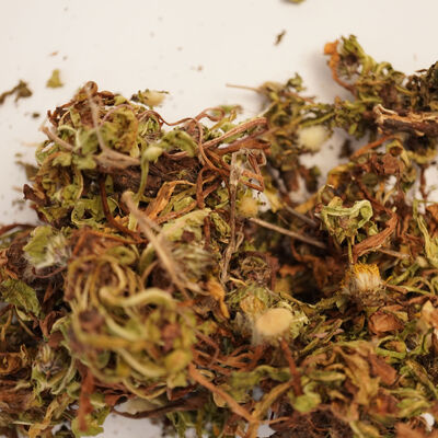 KARAHİNDİBA 70 GR - 2