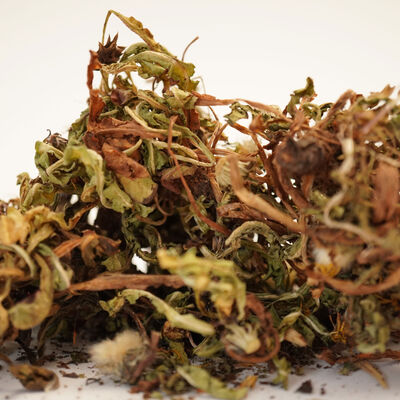 KARAHİNDİBA 70 GR - 3