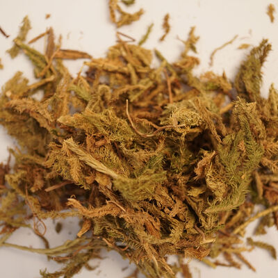 KURT PENÇESİ - KİBRİT OTU  50 GR - 2