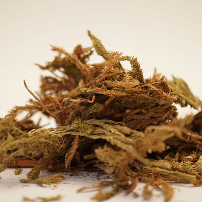 KURT PENÇESİ - KİBRİT OTU  50 GR - 3