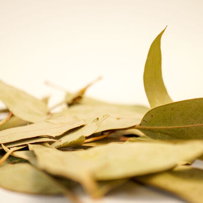 OKALİPTUS YAPRAĞI 60 GR - 3