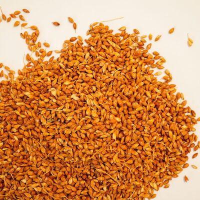 SÜPÜRGE TOHUMU 200 GR - 2