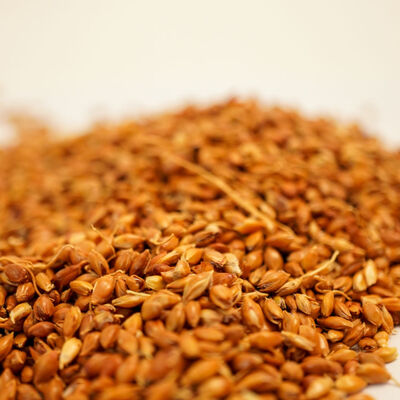 SÜPÜRGE TOHUMU 200 GR - 3